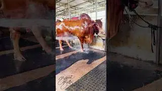 Fiery red sahiwal bull with exceptional size and muscularity