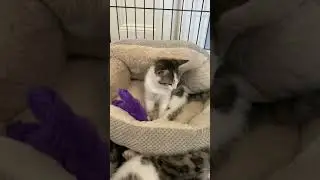 Cute Kitten yawn