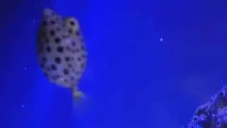 Aquarium Aqua Terra Sea Zoo Vienna Terrarium Haus des Meeres Wien HdM House of the Sea large shark