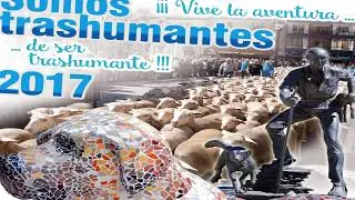 Día de Trashumancia en  Los Campos de Tierras Altas en Soria