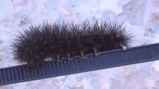 Life on the Homestead - Giant Leopard Moth Caterpillar