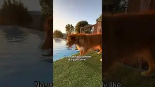 2 совершенно разные собаки #dogsofyoutube #puppy #nsdtr #twodogs #toller #nsdtr #happy #happydog ...