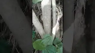 DAUN PALI OBAT TEKANAN DARAH TINGGI