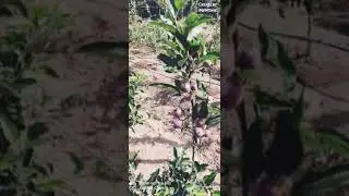 high-density apple plant distribution and plantion 2020