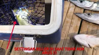 Perfect hook setting with live bait when there&rsquo;s no ocean currents. || BAGAN TANJUNG KAIT || &hellip;.