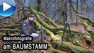 Makrofotografie am Baumstamm