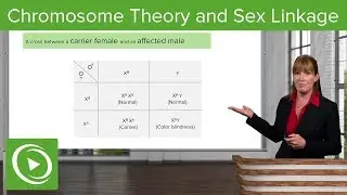 Chromosome Theory and Sex Linkage &ndash; Genetics | Lecturio