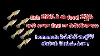 How to make food for frys /ఈ ఫుడ్ ని మీరు  ఫిష్ పిల్లలకు వేసుకుంటే అవి చాలా fast గా growth vuntundhi