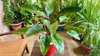 How to Grow and care of Philodendron Erubescens / Imeperial red / Blushing 🪴 Plant. indoor Plants