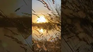 ☀️Is February really that dull? #winterwarmth #calmnature  #naturesounds #peaceful #naturerelaxation