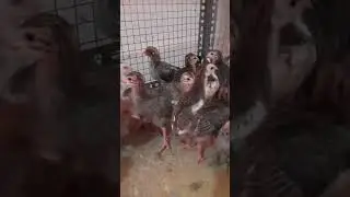 2 weeks old Benki Koli/Guineafowl @GoGreen Nati Koli Farm contact 8095815535