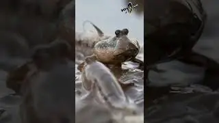 Илистый прыгун (lat  Periophthalmus barbarus) - рыба которая живет на суше!  #это интересно