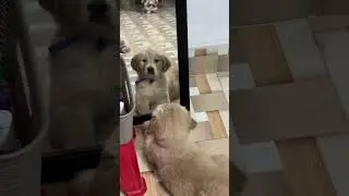 Gigi&rsquo;s typical female behaviour #dog #puppy #goldenretriever #pets