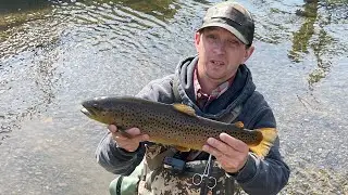 Small creek - Big brown trout while fly fishing in PA!