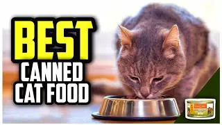 ☑️ Top 5 Best Canned Cat Foods of 2025 : Which one should you buy?..😍✨
