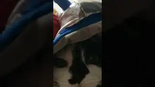 Tuxedo cat in robot costume 4 #catsofyoutube #catshorts