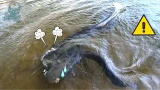 !! SILURE CANNIBALE !! #Junkycat #catfish #fishing #pecheuryo #silure