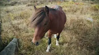 Ponies of Grayson Highlands