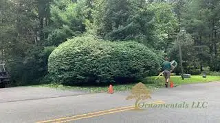 Connecticut Burning Bush Trim