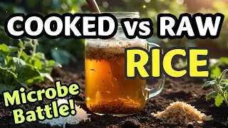 Cooked Rice vs. Raw Rice: Which One Supercharges Compost Tea Microbes?