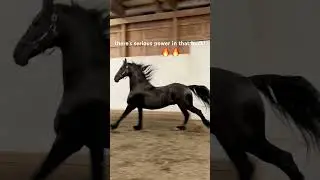 Friesian Horse Powerful Bucking🔥💪~Sooo gorgeous! #shorts