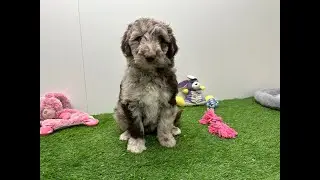 🐶 Bordoodle 🐶 teefje 🐶 PUP ID 005795897 🐶
