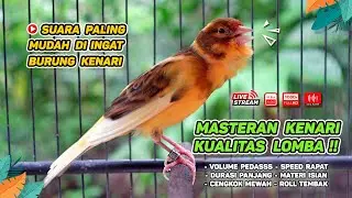 Kenari GACOR NGEREK‼️ Masteran Kenari PAUD dan Pancingan Kenari MACET BUNYI dan Betina NGIWIR - 199