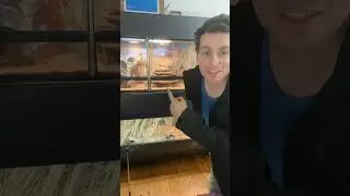 Reptile Display Rack!