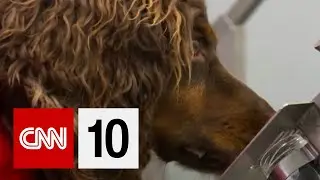 Can Dogs 'Sniff Out' Covid-19?