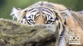 Sumatran Tigers play at Point Defiance Zoo & Aquarium