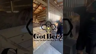 🐝 Bees Found in the Cavity of a Tree in Southwest Ranches! | Live Bee Removal 🐝