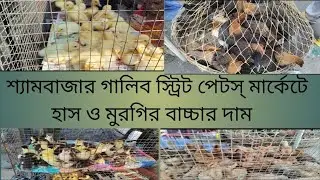Kolkata Gallif street pets market chicken 🐓& Duck 🦆price #chicken #duck #chickenlovers #video 