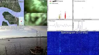 Little Belt Underwater Live Stream - &ldquo;Lyt til marsvin i Lilleb&aelig;lt&rdquo;
