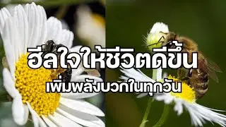 ฮีลใจให้ชีวิตดีขึ้น เพิ่มพลังบวกในทุกวัน