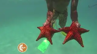 &iquest;Las estrellas de mar, mueren al tocarlas?