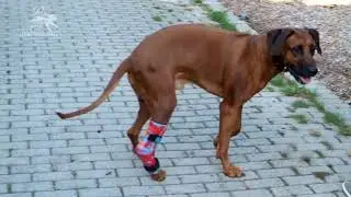PFAFF Tierorthop&auml;die Versorgung Tarsalgelenk