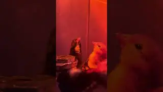 #Chickshow#chick HotChicks #waterbreak