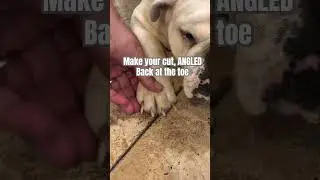 Trimming Your Dogs Nails! BEST HOW TO GUIDE 2023 #dog #reels #bulldog #pets