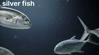 sea creatures # silver fish...