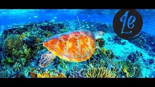 Heron Island Resort: Great Barrier Reef Luxury Getaway   |  LUXURY ESCAPES