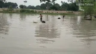 Murrah Buffalo Swimming in Pool | Nature Talkies