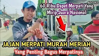Jajan Merpati Harga 60 Ribuan Di PASAR PON Adipala-Cilacap‼️