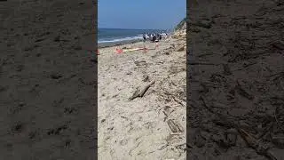 Allie at the beach