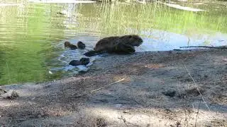 Coipo en familia