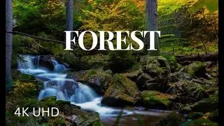 4K Forest - Nature Birds Relaxing Music - Peaceful Relaxing Music - 4K Video UltaHD