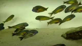 www.tropheus.com.pl - Tropheus moorii Kantalamba