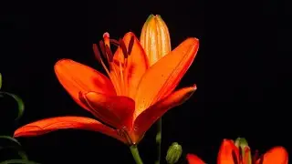 Flower Blooming Whatsapp Status 2022।Flower Blooming Overlay 2022🌹🌷।