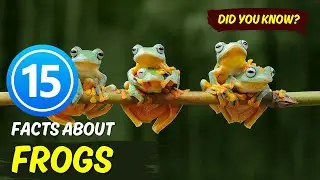 15 Fascinating Facts About Frogs! 🐸