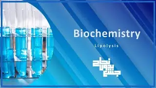 Lipolysis,Lipid Metabolism 3 , Bio , L24