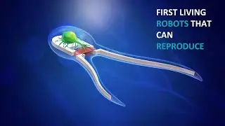 XENOBOTS 3.0 | Self-Replicating Tiny Robots